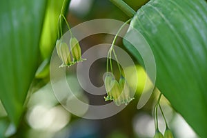 Hairy Solomons seal Polygonatum pubescens bell-shaped flowers in pale yellowish green photo